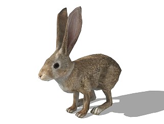 精品动物模型兔子 (3)